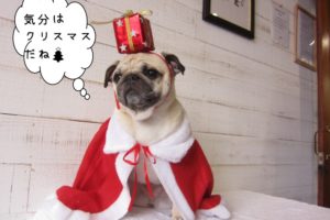 サンタさんパグ