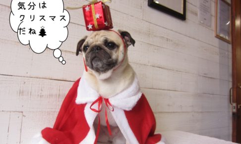 サンタさんパグ
