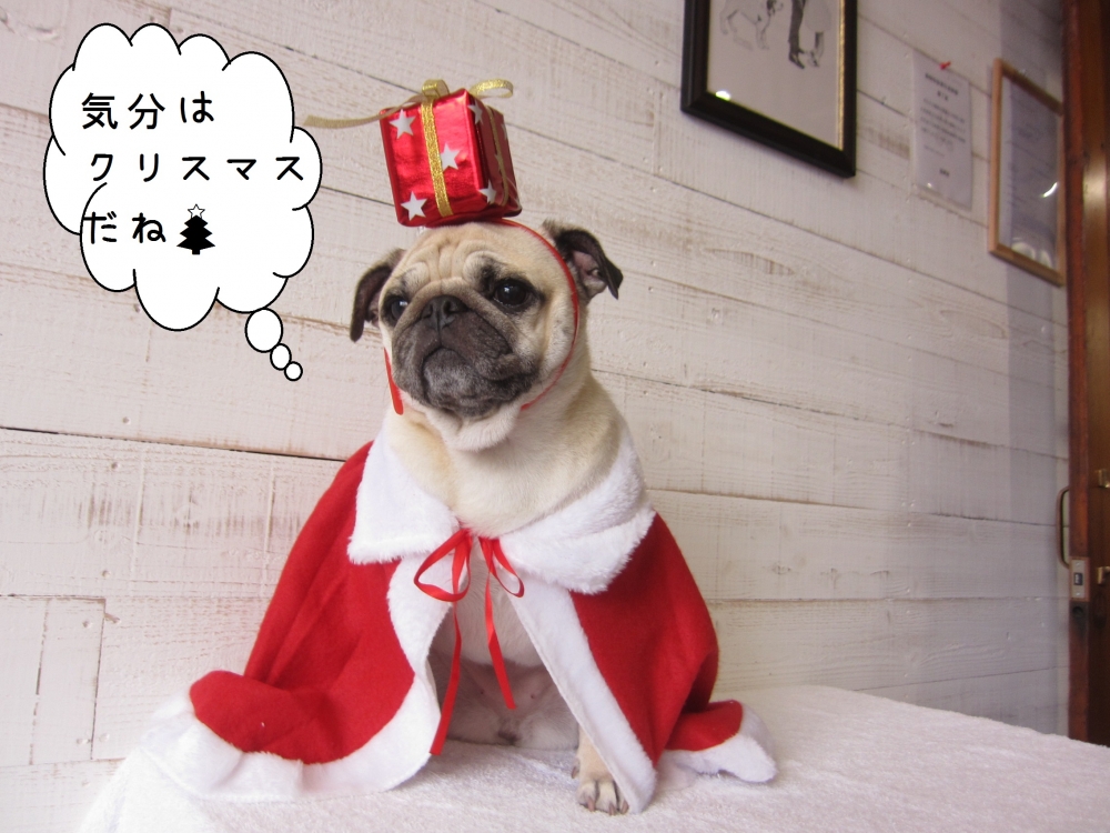 サンタさんパグ
