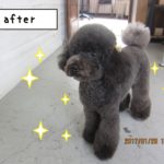 おすましトイプードル