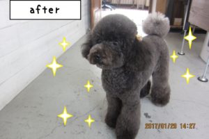 おすましトイプードル