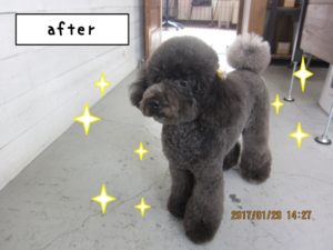 おすましトイプードル