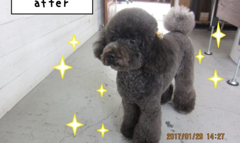 おすましトイプードル