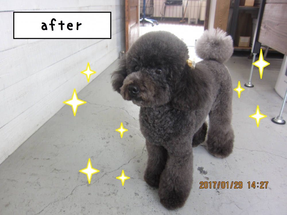 おすましトイプードル