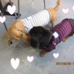 仲良しミニチュアダックス