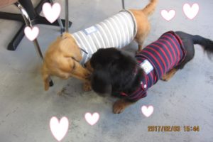 仲良しミニチュアダックス