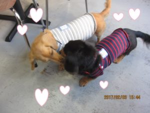 仲良しミニチュアダックス