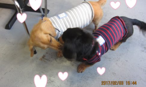仲良しミニチュアダックス