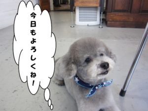 施術後トイプードル