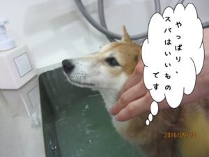 スパ中柴犬