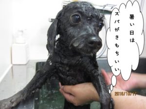 スパ中トイプードル