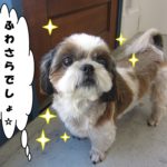 ふわさらシーズー