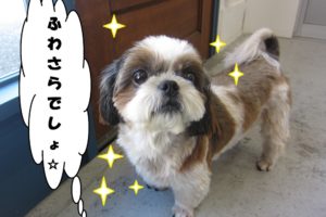 ふわさらシーズー