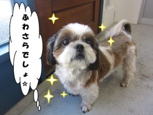 ふわさらシーズー