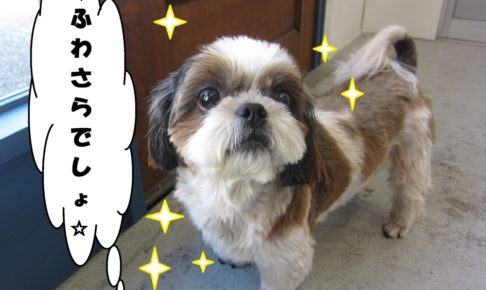 ふわさらシーズー