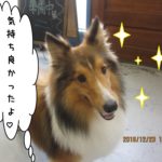 さらさらシェルティー