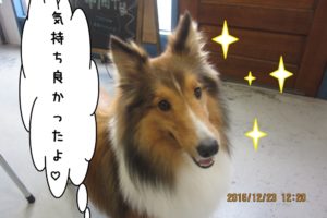 さらさらシェルティー