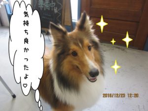 さらさらシェルティー