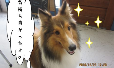 さらさらシェルティー