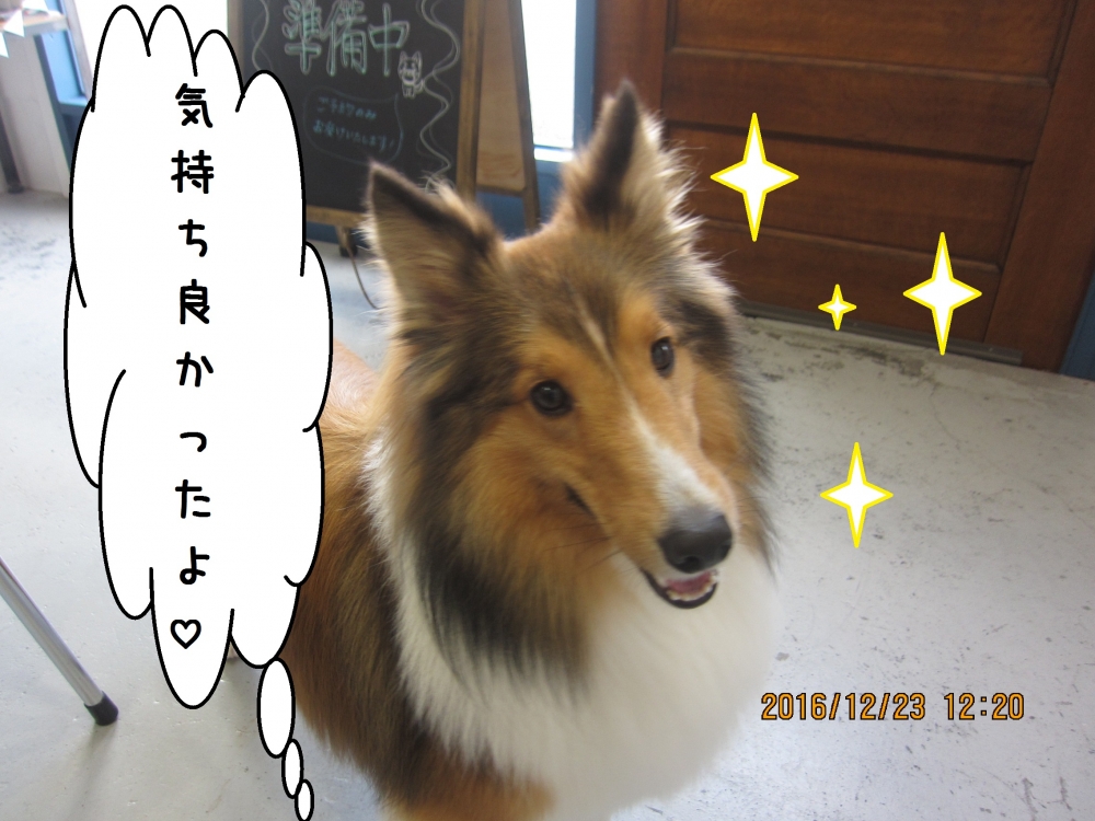 さらさらシェルティー