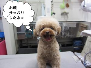 施術後トイプードル