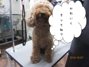 カット前トイプードル