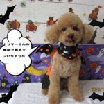 ハロウィントイプードル