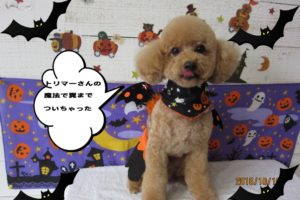ハロウィントイプードル