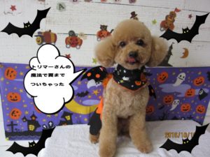 ハロウィントイプードル