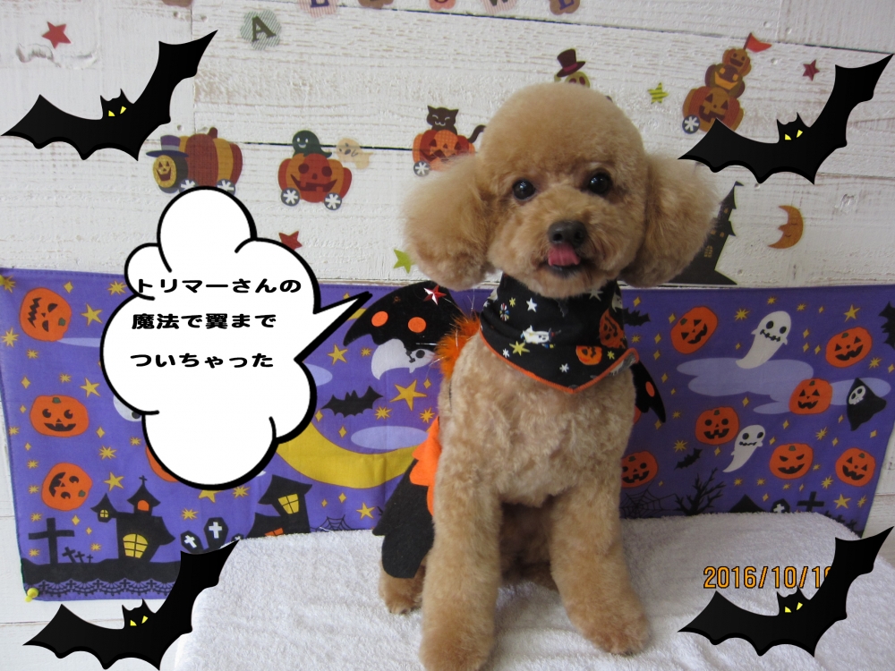 ハロウィントイプードル