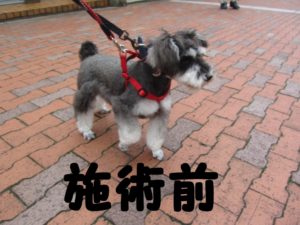 カット前Mシュナ