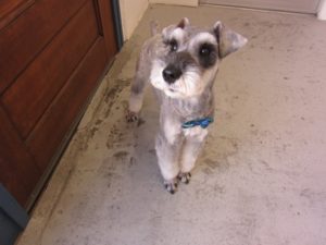 カット前Mシュナ