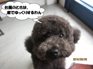 施術前トイプードル