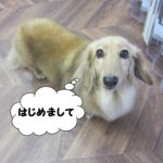 おすましミニチュアダックス