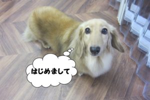 おすましミニチュアダックス