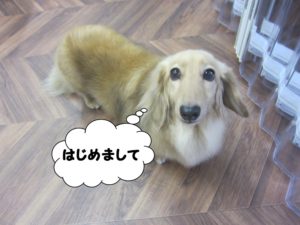 おすましミニチュアダックス