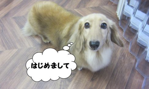 おすましミニチュアダックス