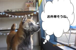 窓際柴犬