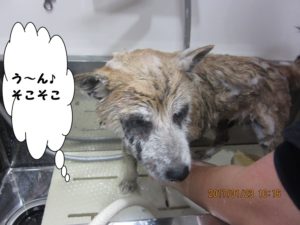 シャンプー中柴犬