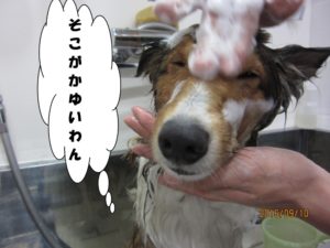 シャンプー中シェルティー
