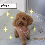 おすましトイプードル