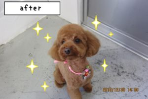 おすましトイプードル