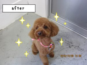 おすましトイプードル