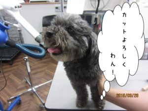 カット前トイプードル