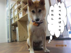 施術後柴犬