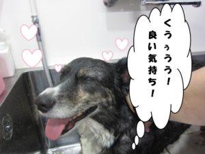 スパ中コーギー