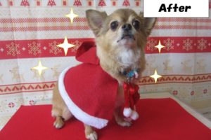 サンタさんチワワ