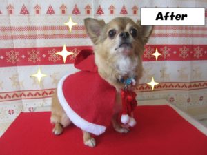 サンタさんチワワ