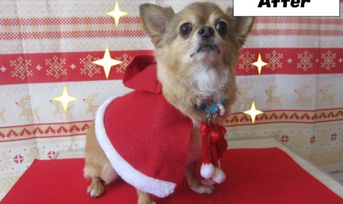 サンタさんチワワ