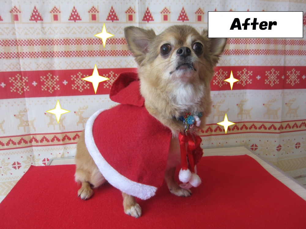 サンタさんチワワ